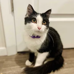 Code The Tuxedo Fluffy Domestic Kitten