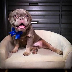 7 mos. Male Fluffy French Bulldog Puppy - Chewy