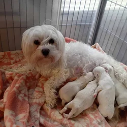 Maltese
