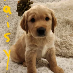 Daisy