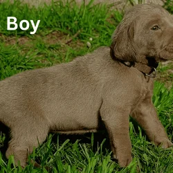 Weimaraner Puppies