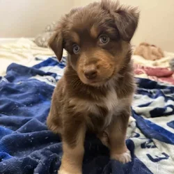 Australian Shepherd Red Tri Female Puppy