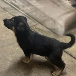 Puppies