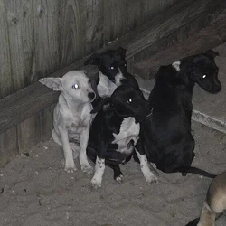 Pit chihuahua mix