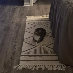 Looking for a forever home for the best cat!