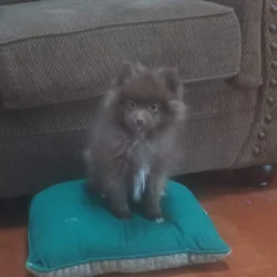 Brownie Pomeranian Puppy