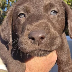 AKC Labrador puppies need new homes