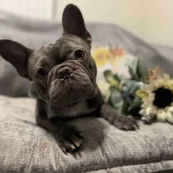 Frenchie