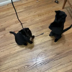 2 KITTENS NEED A HOME