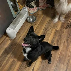 Free Shiba Inu