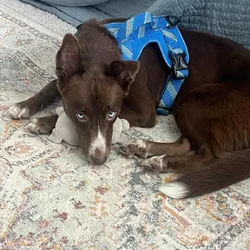 Husky