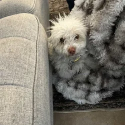 6 Month Old Poodle Maltese Mix