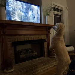 Gracie Pup Standard Poodle