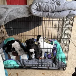 Healthy puppies need a loving home