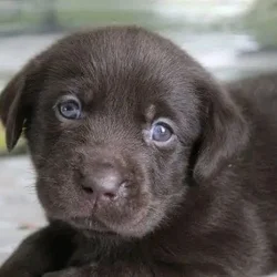 Chocolate Labrador puppies Available