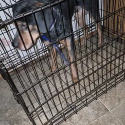 Bluetick mix