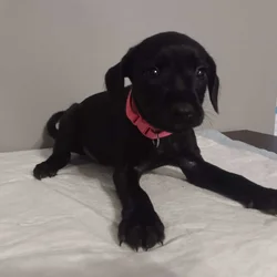 Miniature schnauzer/mix puppies