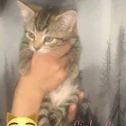 8 week old kittens females