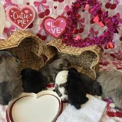 Browns Pomeranian pups