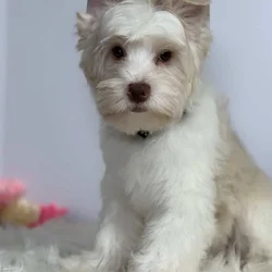 Blonde chocolate yorkie