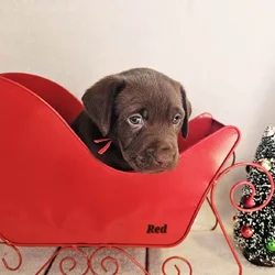 Chocolate-Female