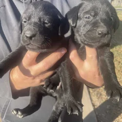Labrador puppies