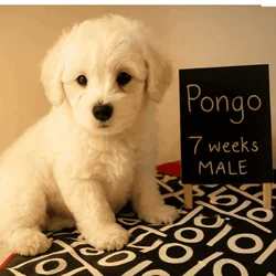 Adorable Cockapoo puppy