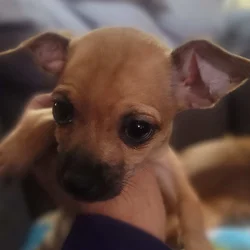 Chihuahua female shorthair