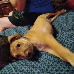 8 months old pup