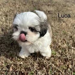 Shih Tzu Puppies fo Sale and Ready fo Adoption!!