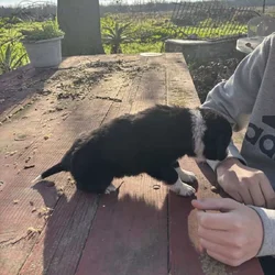 Australian Shepard/Border Collie puppies available