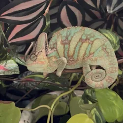 Veiled chameleon