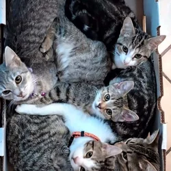Kittens and Cats for adoption