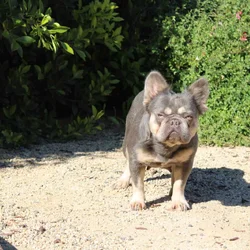 French Bulldog Fluffy Missi