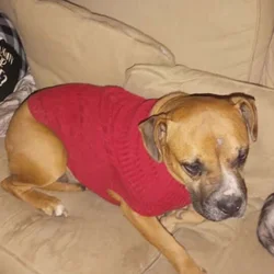 Boxer pit mix