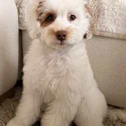 Micro Labradoodle puppy