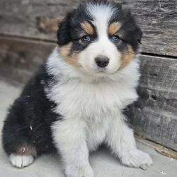 AKC Australian Shepherd Male