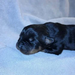 Rottweiler puppies