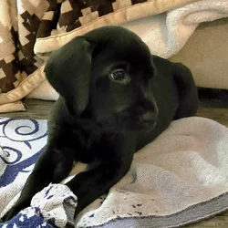 Free Puppies