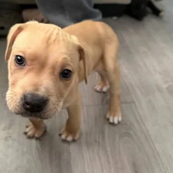 Pit bull puppies for sale!!!