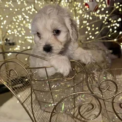 Mini Cockapoo/Aussie Doodle Puppies!