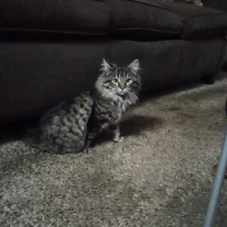 Free Kittens