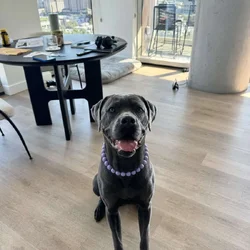 Cane Corso Female 3 Yr Old