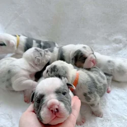 English bulldog puppies
