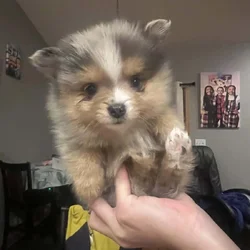 Pomeranian puppies