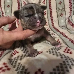 American Bully Puppies