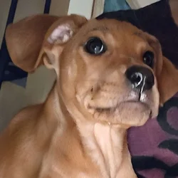 Redbone Coonhound female pup needs safe and loving