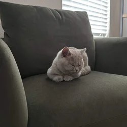 British shorthair kitten 14 weeks lilac female