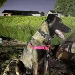 Rehoming Belgian Malinois
