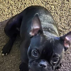 Micro Frenchie